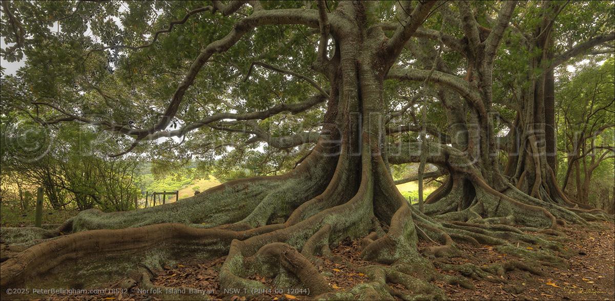 Peter Bellingham Photography Norfolk Island Banyan - NSW T (PBH4 00 12044)